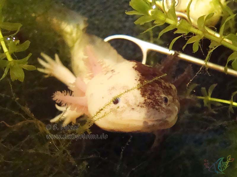 chimera axolotl