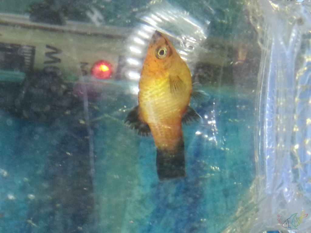 Bulaşıcı olmayan goldfish balığı hastalıkları ve tedavisi yöntemleri Bulaşıcı olmayan goldfish balığı hastalıkları ve tedavisi yöntemleri