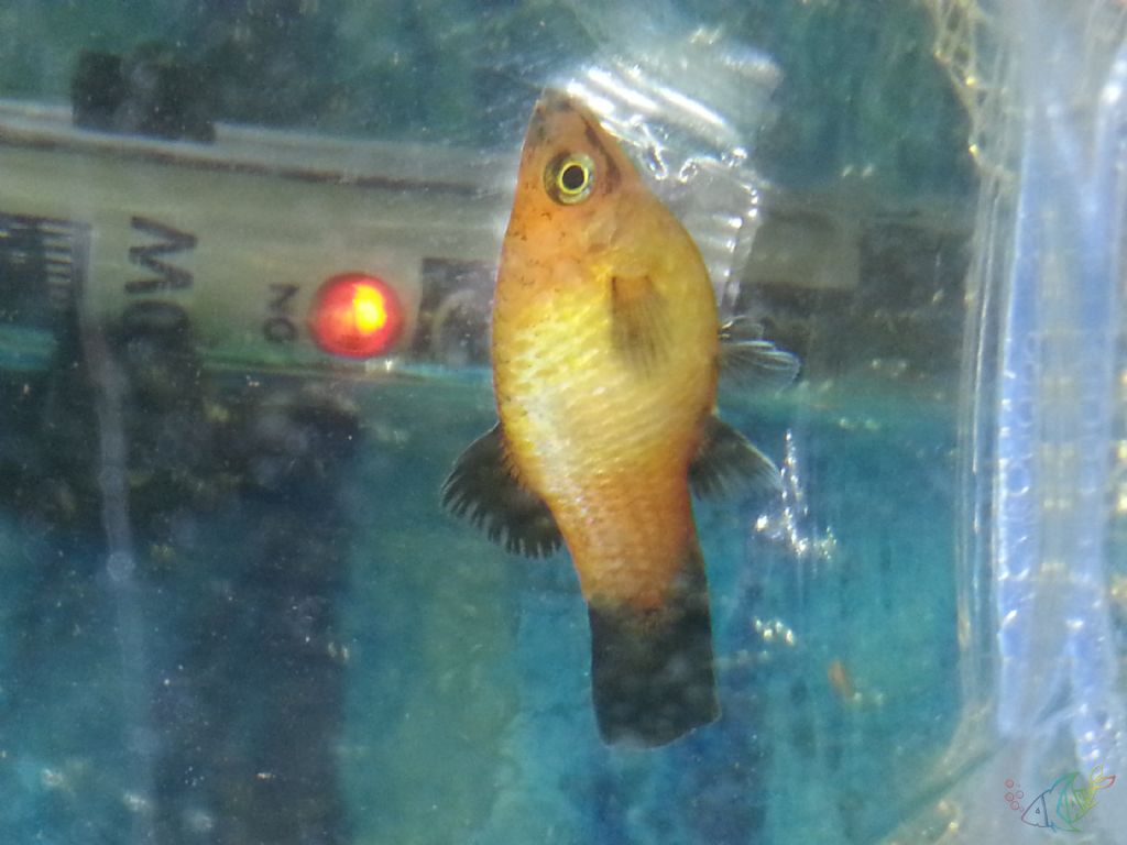 Bulaşıcı olmayan goldfish balığı hastalıkları ve tedavisi yöntemleri Bulaşıcı olmayan goldfish balığı hastalıkları ve tedavisi yöntemleri