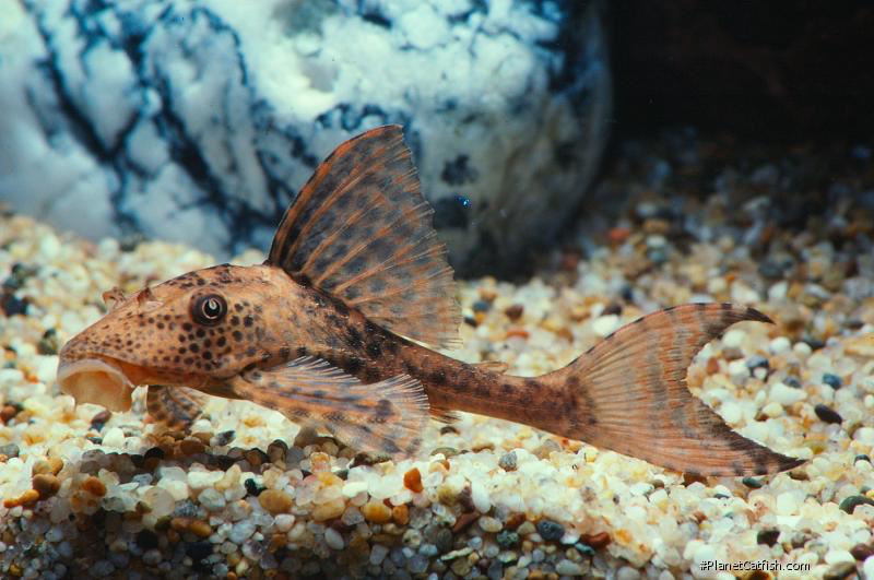 Плекостомус рыбка аквариумная фото Büyük Pleco Türleri’nin Hangileri, Ne Kadar Yaygın