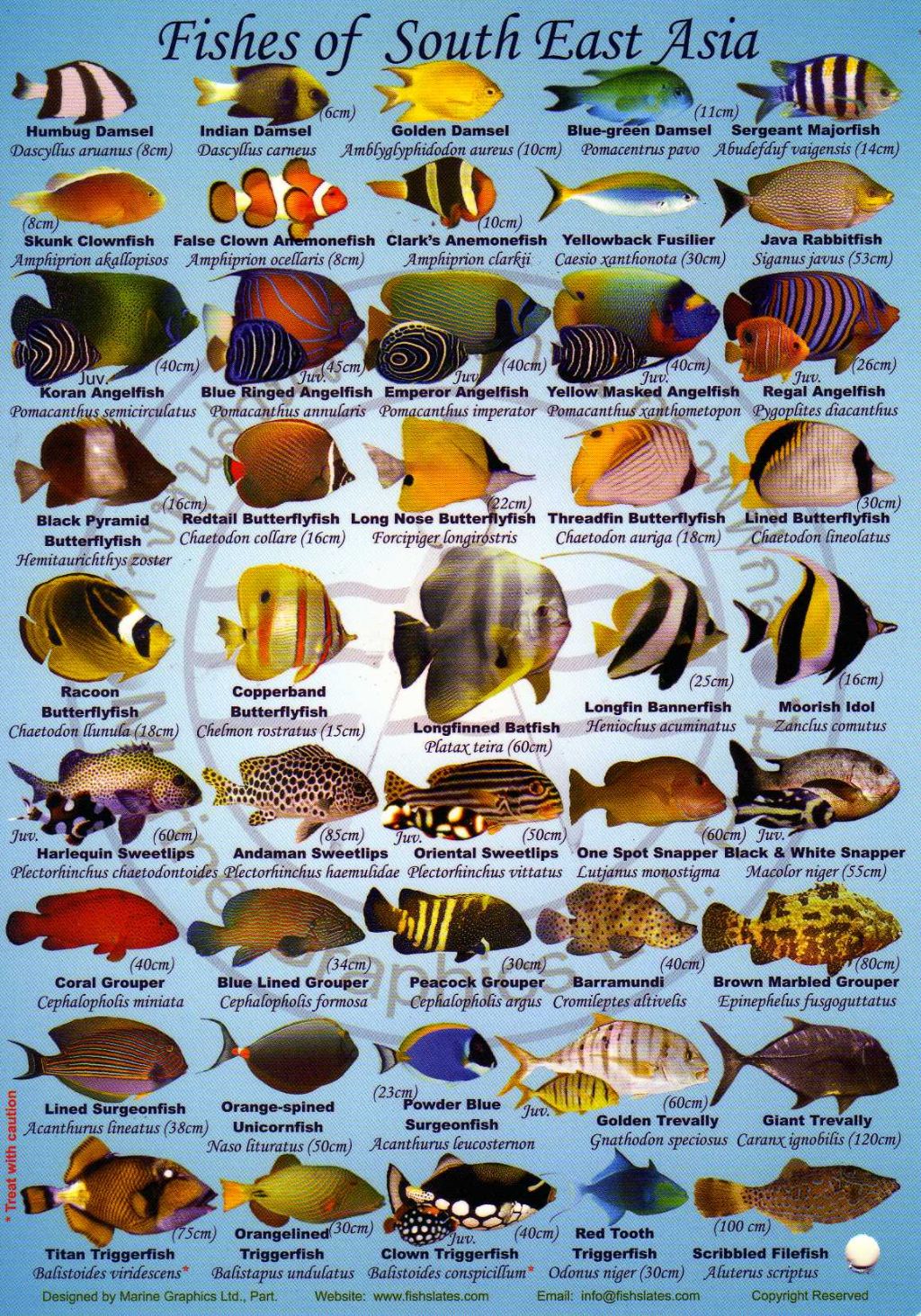 Рыбы на Мальдивах названия