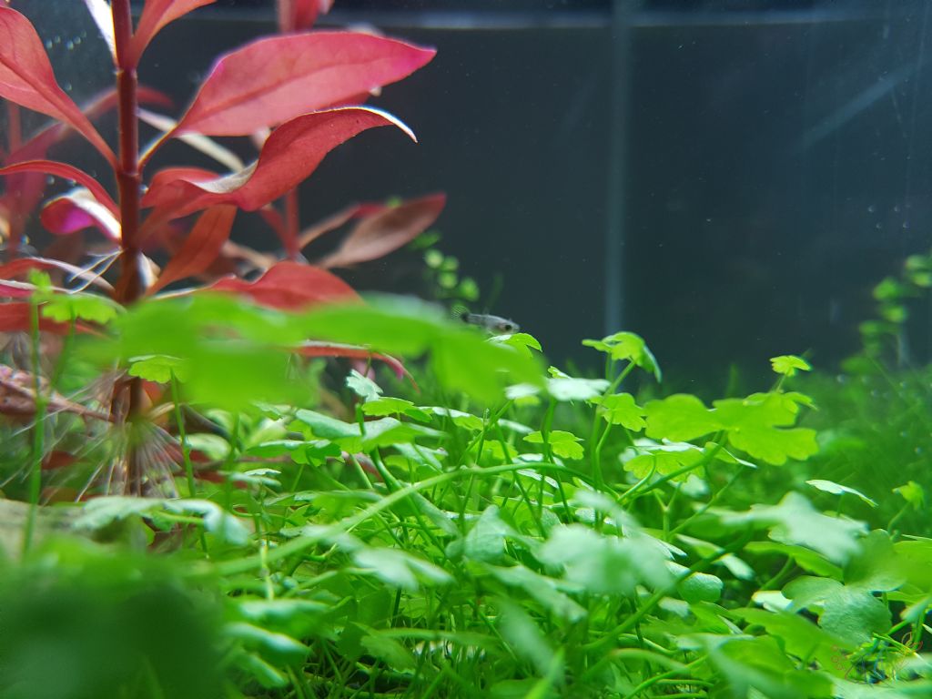 50x15x Bitki Gelisimi Parvula Cuba Sp Japan
