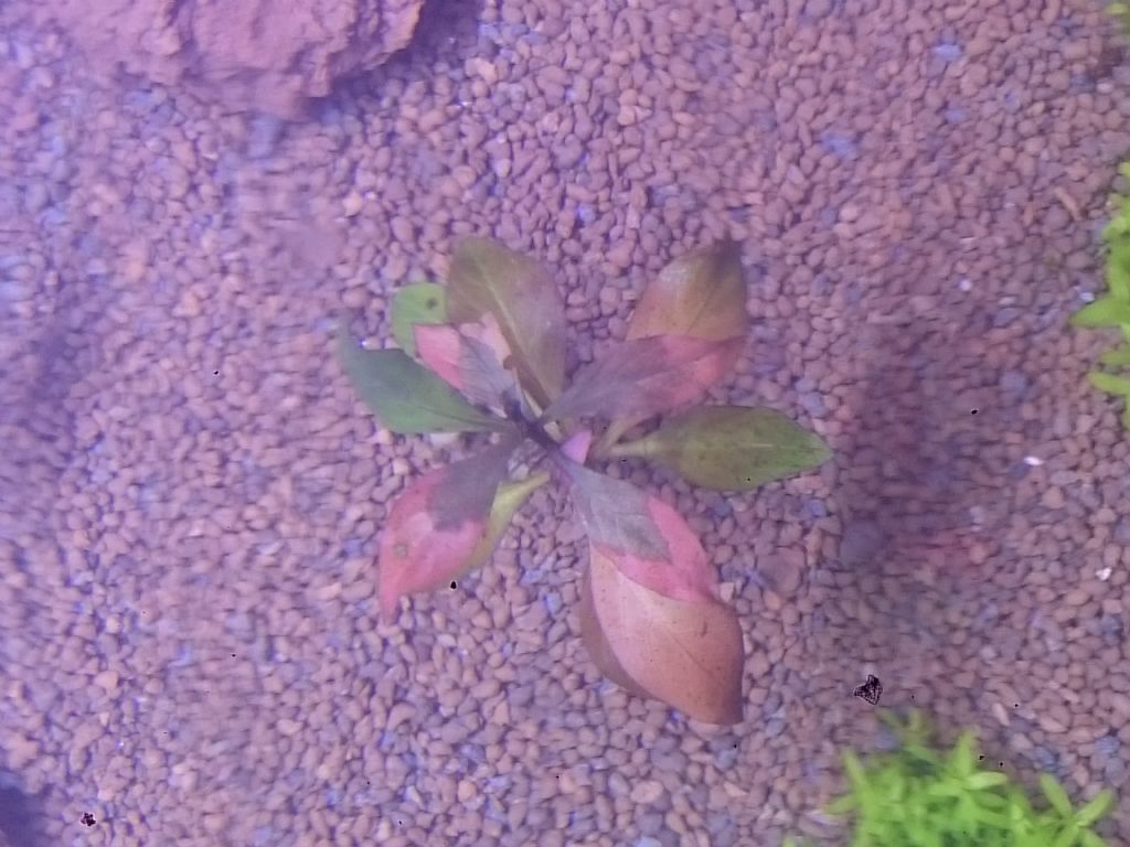 Decay in Ludwigia General Aquarium Plants Discussions Aquatic Plant