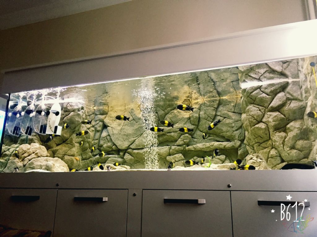 Discus tank İçin Ãneriler...