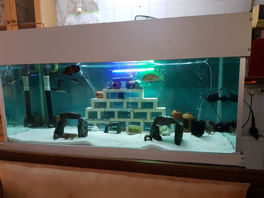Hangi Balığı Beslemeliyim Hangi Balığı Beslemeliyim