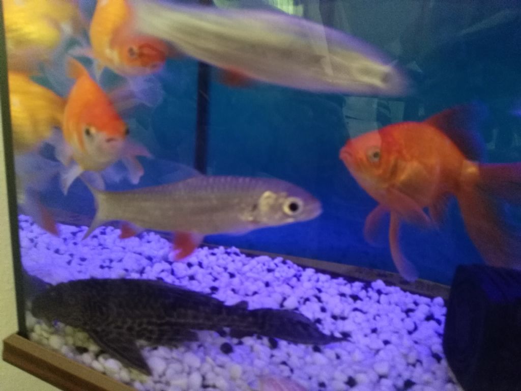 En küçük köpek balığı kaç cm En küçük köpek balığı kaç cm