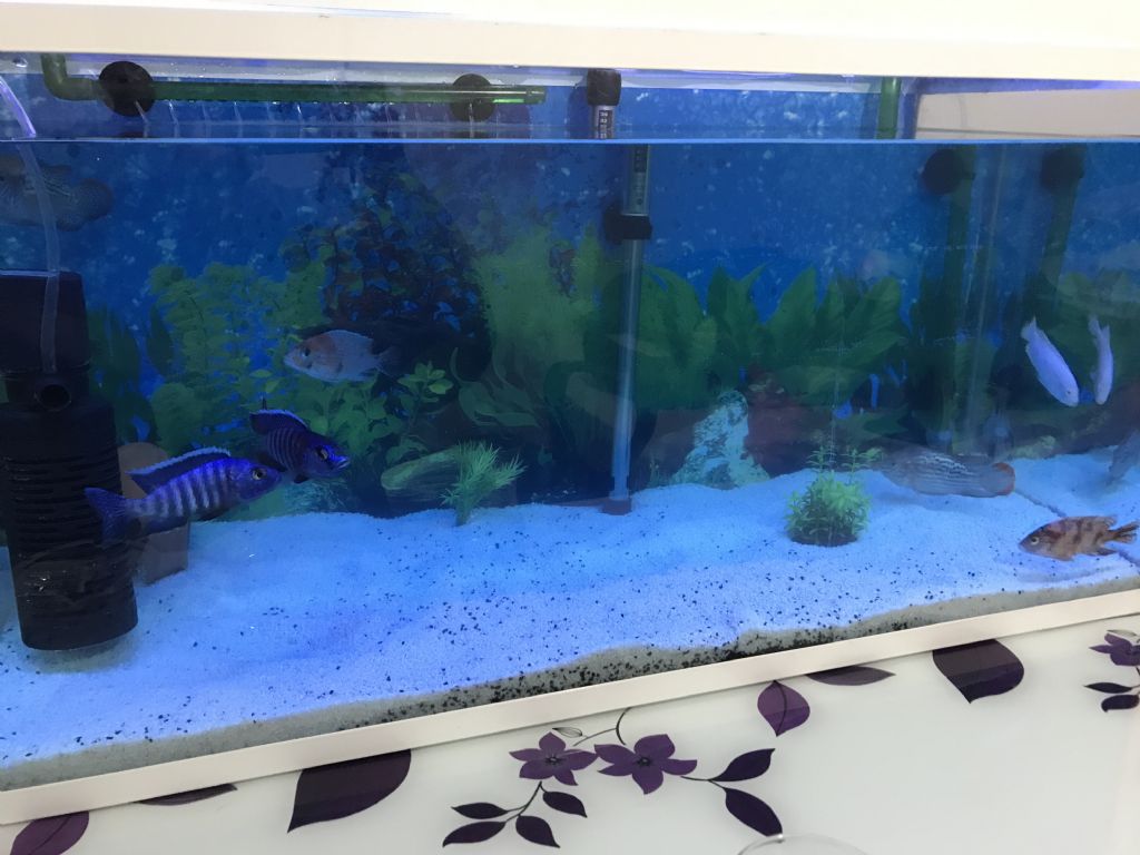 Bir ev akvaryumda balık kardinaller Bir ev akvaryumda balık kardinaller
