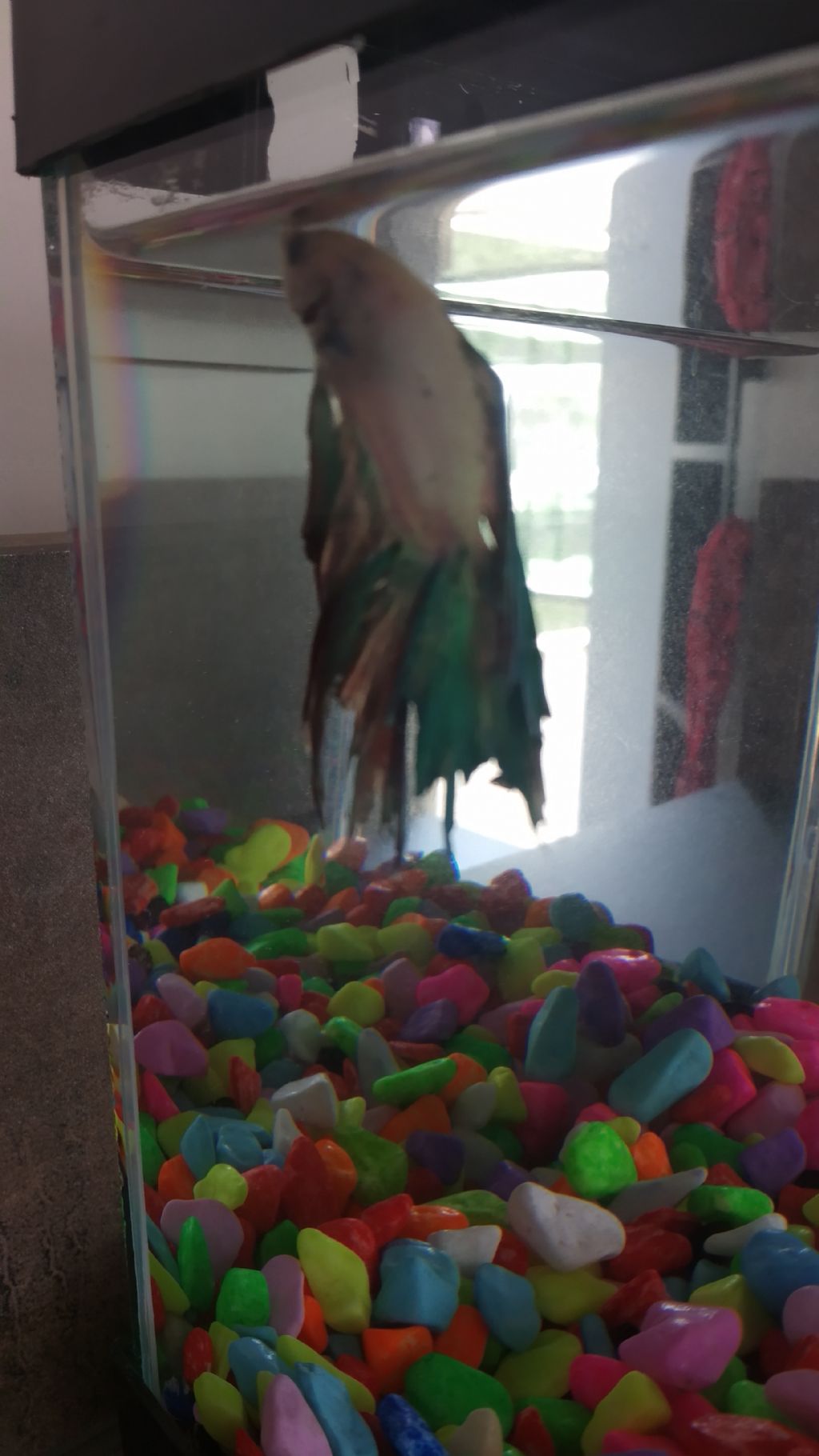 Beta Baligim Cok Hareketsiz