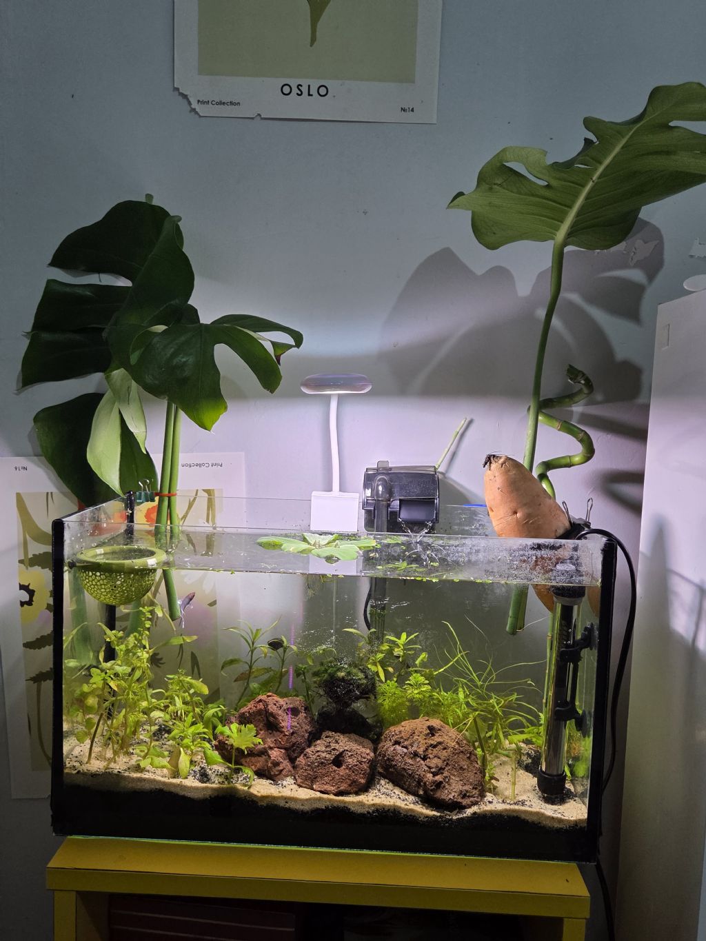Monstera Bitkisi Ve Tatl Patates