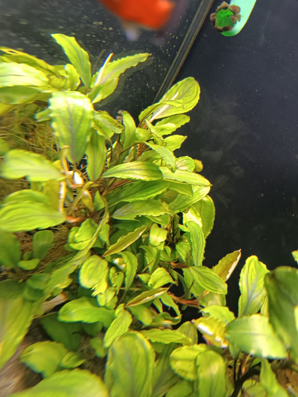 Bucephalandra Sp.