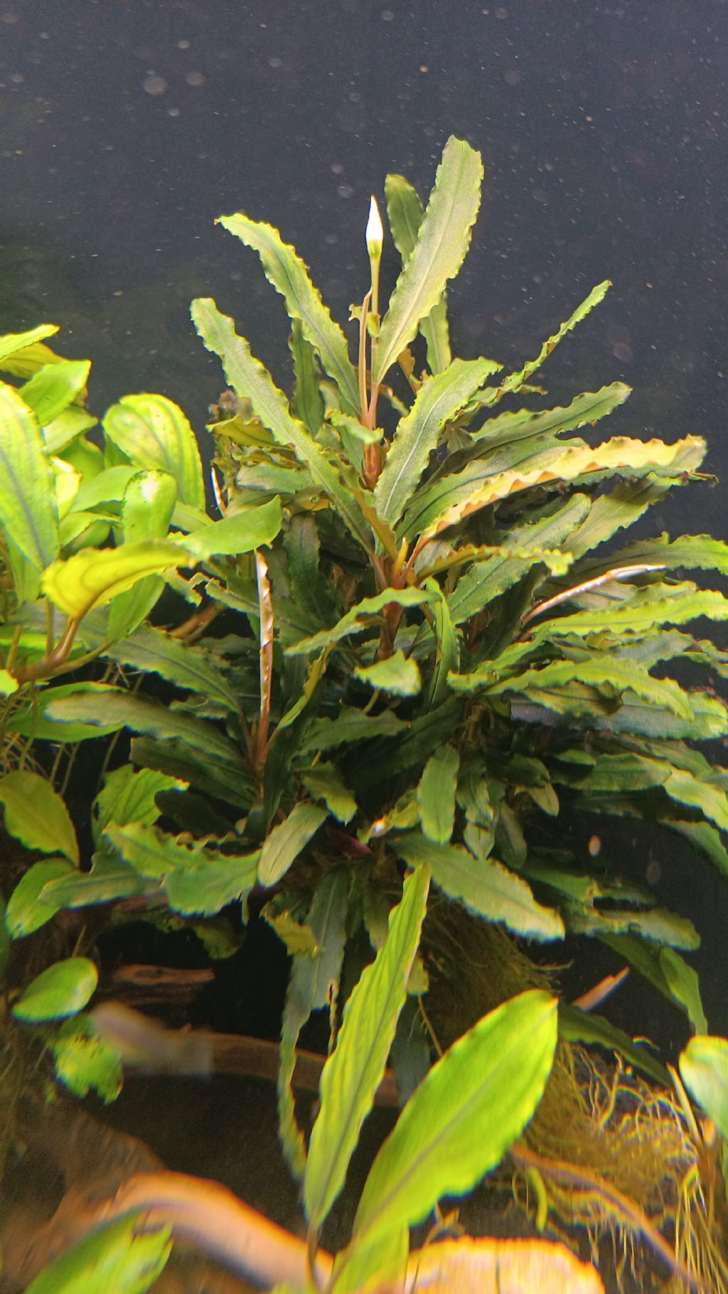 Bucephalandra Sp.