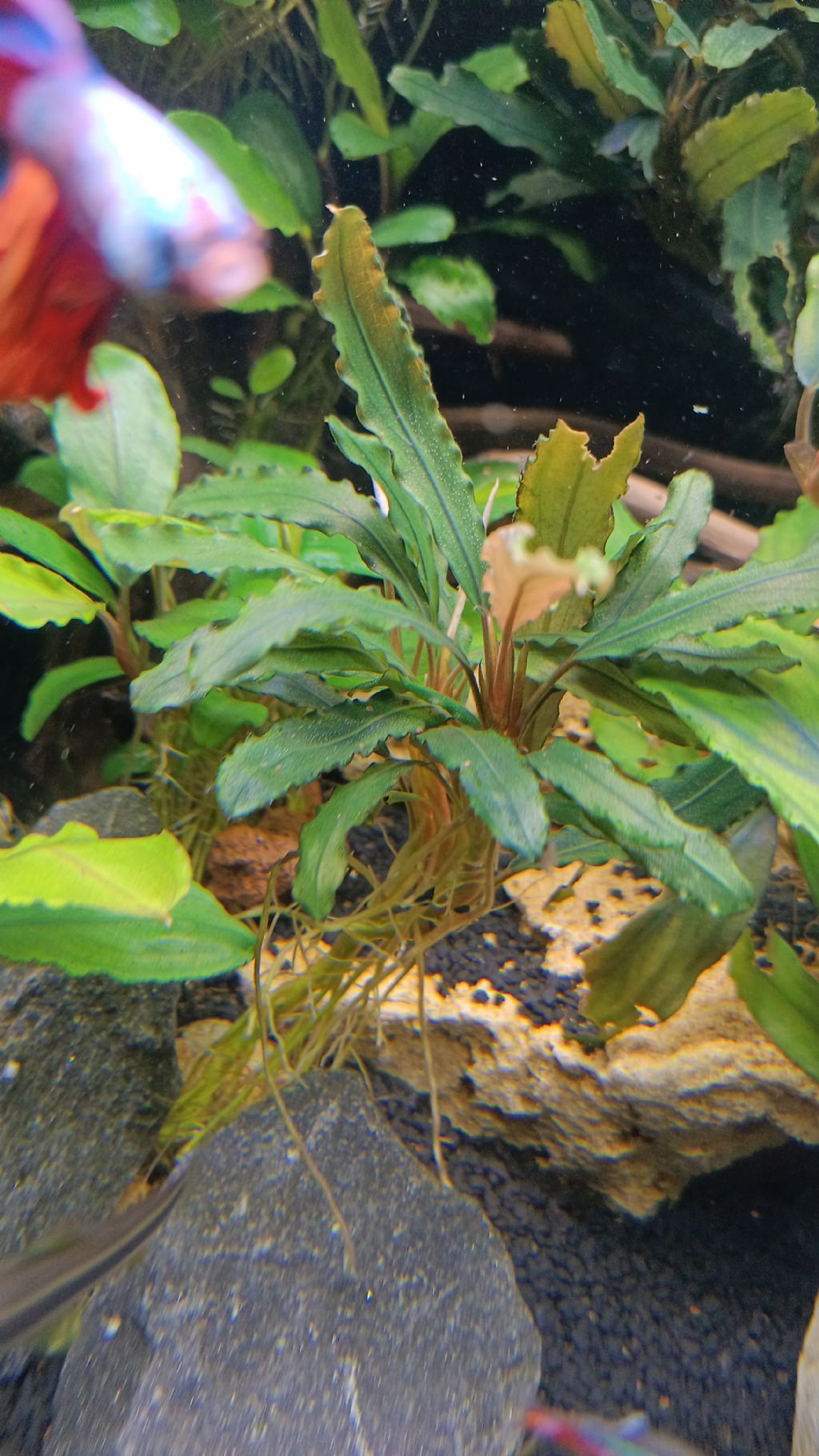 Bucephalandra Sp.