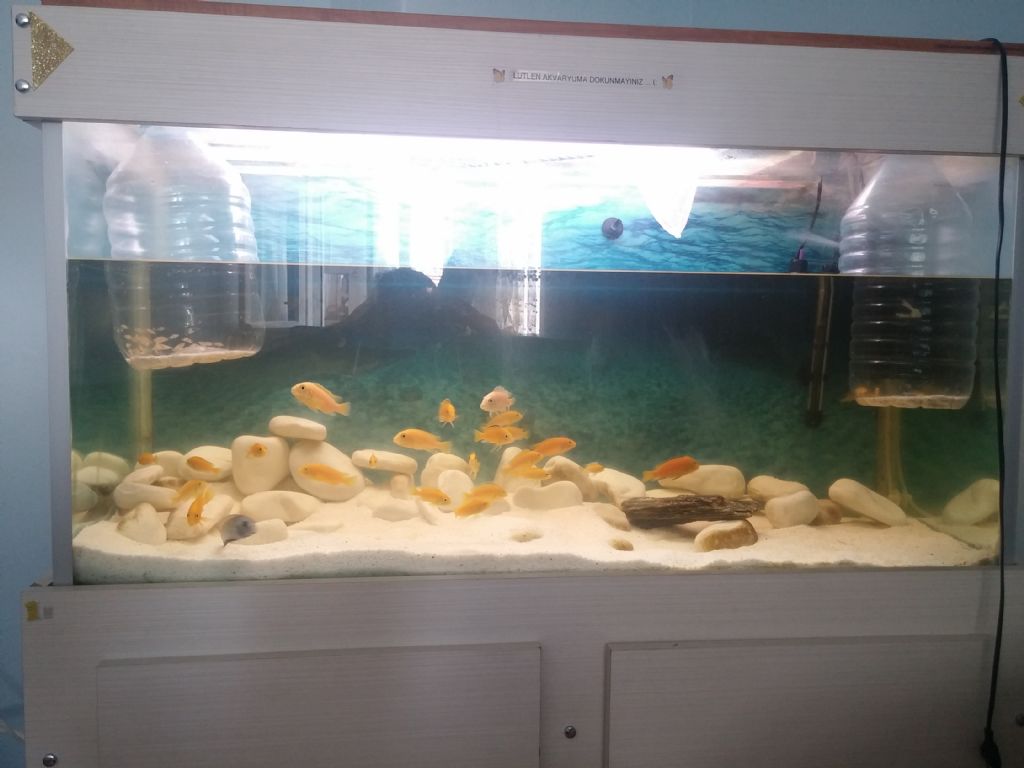 Hangi Balığı Beslemeliyim Hangi Balığı Beslemeliyim